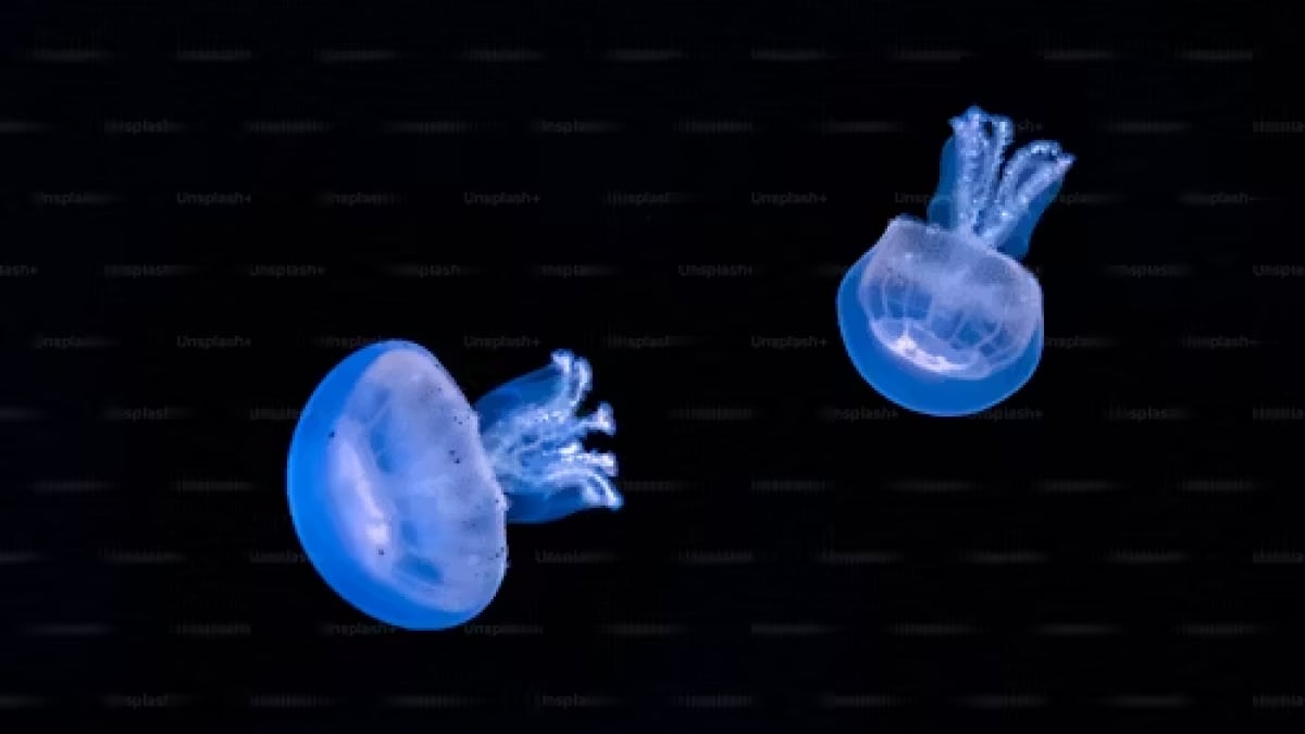 Comb Jellies Exhibit Rare Ability to Revert from Adult to Juvenile Form