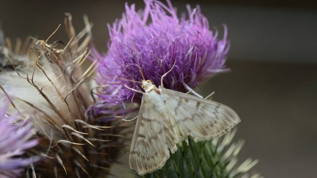 Drought-Stressed Plants Emit Sounds That Guide Moth Egg-Laying Choices