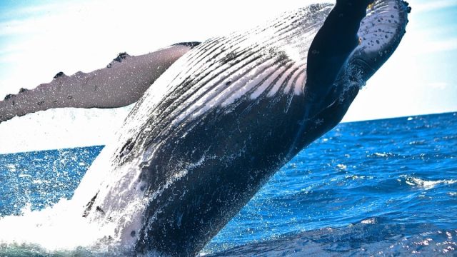 Humpback Whale’s Unprecedented 8,000-Mile Migration Shatters Records