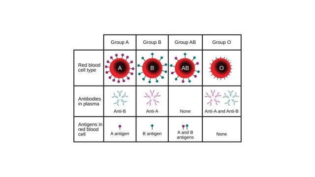 Understanding Blood Types: Rare Groups Beyond ABO and Rh Factor Explained