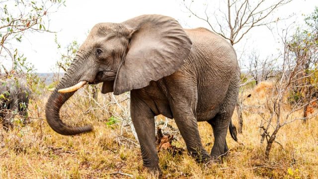 Well-Preserved 50,000-Year-Old Baby Mammoth Yana Unearthed in Siberia