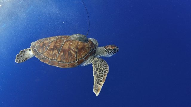 Sea Turtles Can Aid Scientists Map Under-Ocean Seagrass in an Attempt to Conserve Marine Ecology