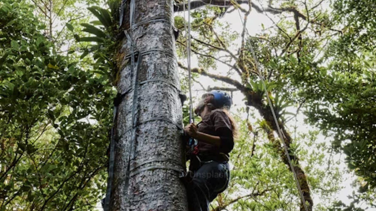 World’s Tree Species at Risk of Extinction, Claims New Study