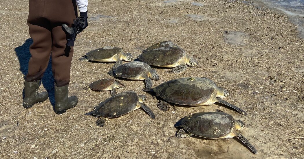 Comatose and Washed Up, 1,000 Endangered Sea Turtles Are Rescued in Florida