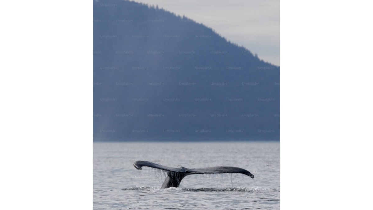 World’s Largest Ocean Predator-Prey Marine Event Captured Off Norway’s Coast