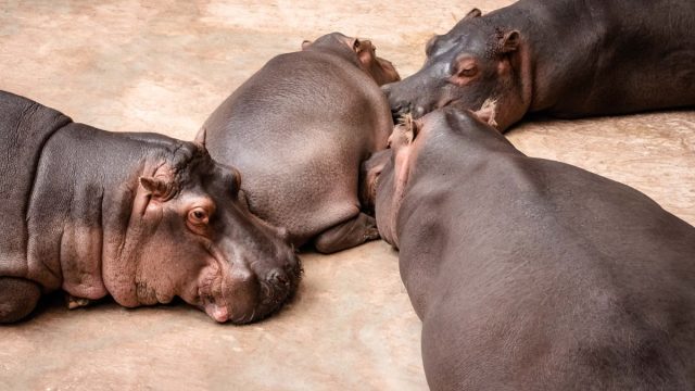 Meet Haggis: An Incredibly Rare Pygmy Hippo Born at Edinburgh Zoo