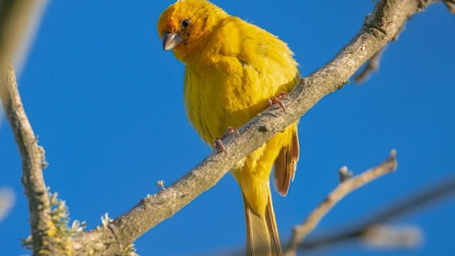 Here’s How Environmental and Physical Traits Shape Bird Sounds Across Habitats