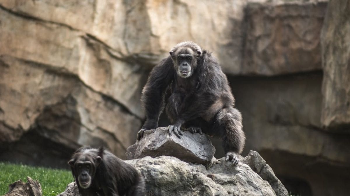 Chimpanzees Use Stone Tools like Ancient Human, Study Finds