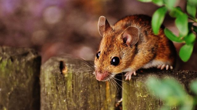 First Mouse with Two Fathers Thrives into Adulthood, Marking New Scientific Milestone