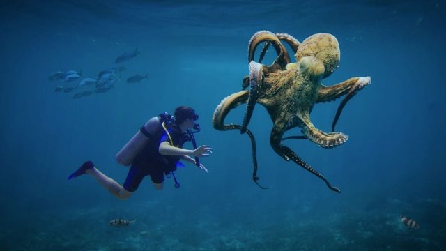 Octopuses May Become Earth’s Next Dominant Species if Humans Go Extinct, Claims New Study