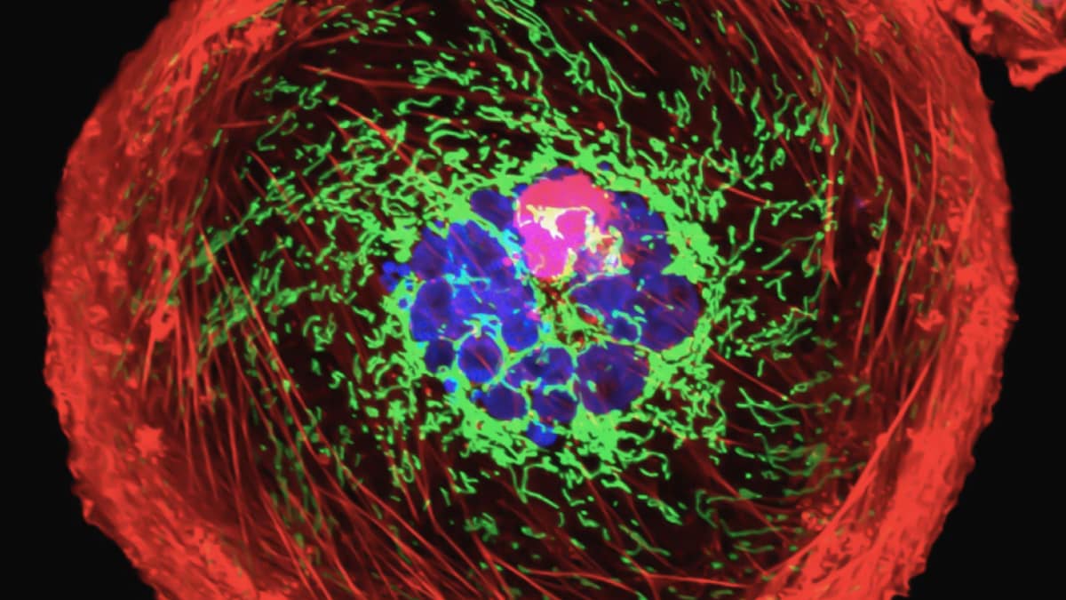 Mitochondria Divide Roles for Energy and Molecular Synthesis Under Low-Nutrient Conditions, Reveals New Study