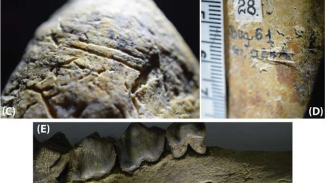 1.95-Million-Year-Old Evidence of Hominin Activity Discovered in Romania