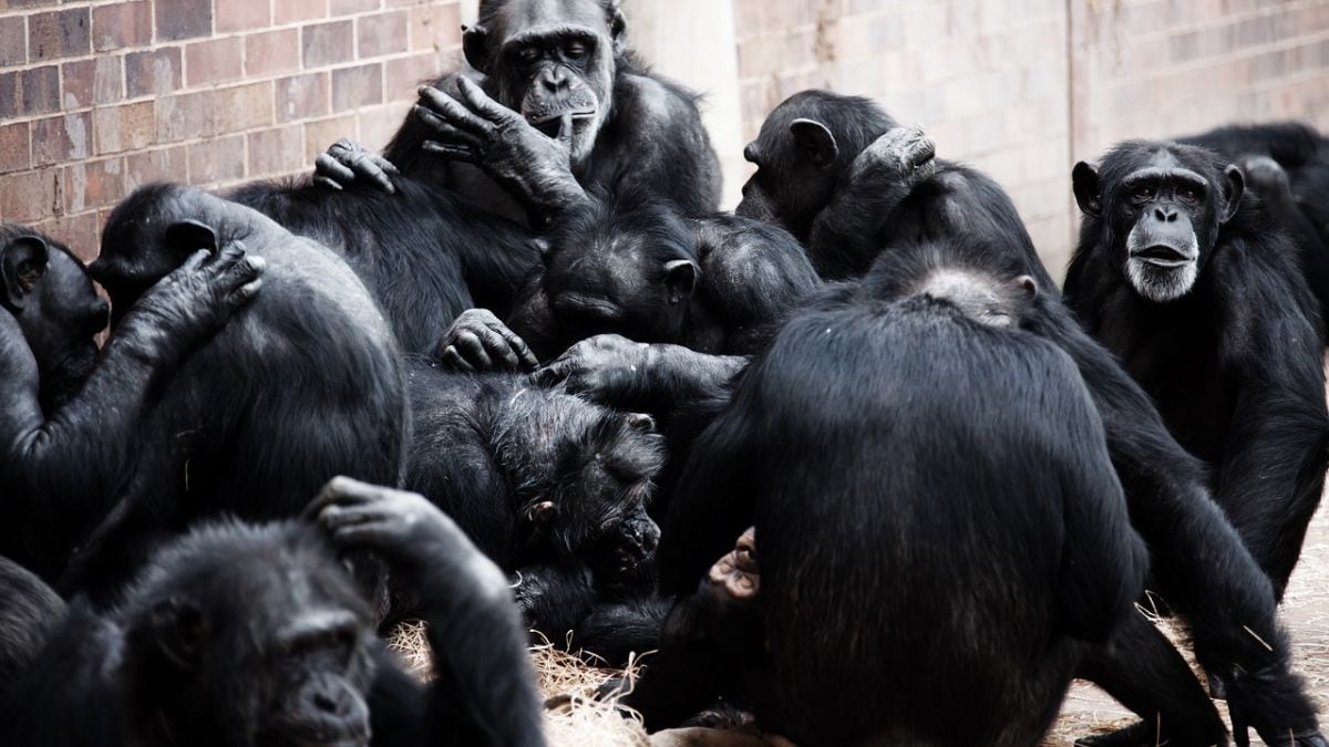 Study Reveals Chimpanzees Exhibit Varying Nut-Cracking Skills Within Same Group