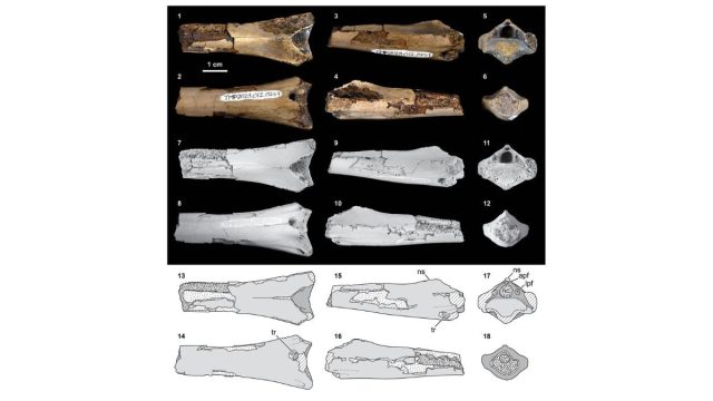 Rare Pterosaur Neck Bone Discovery Shows Crocodilian Bite From 76 Million Years Ago