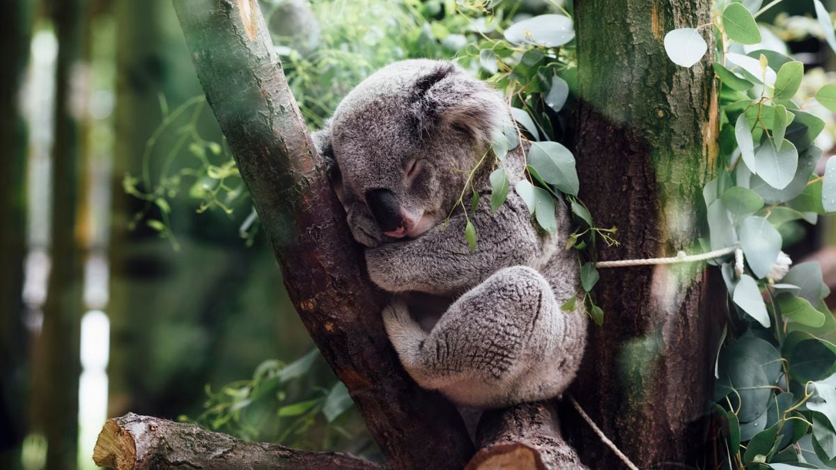 Marsupial Mole’s Evolutionary Mystery Solved: Genetic Study Links to Bilbies and Bandicoots