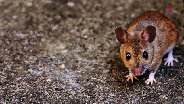 Mice VR Headsets Revolutionise Brain Activity Studies and Behavioural Research