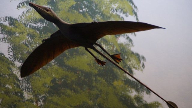 Pterosaur Tails Combined Aerodynamic Precision and Display Adaptations, Reveal New Study