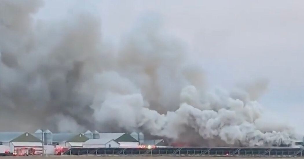 Chicks Raised to Lay Eggs Are Lost in Fire at a Large Farm in Ohio