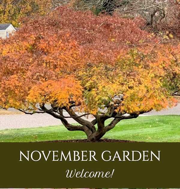 A GUIDE TO NORTHEASTERN GARDENING: Garden Bloggers’ Bloom Day & Foliage Follow-Up November: Autumn Views and Blooms!