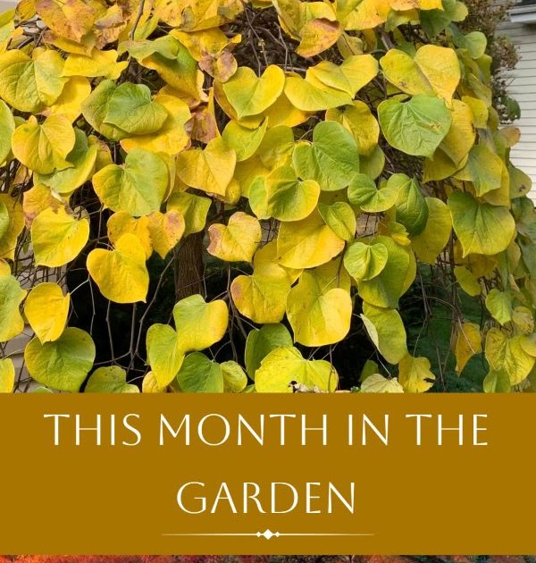 A GUIDE TO NORTHEASTERN GARDENING: This Month in the Garden: The Beauty of Autumn