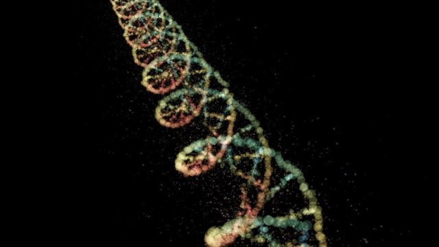 Genetic Mutations May Directly Influence Epigenetic Clocks and Aging