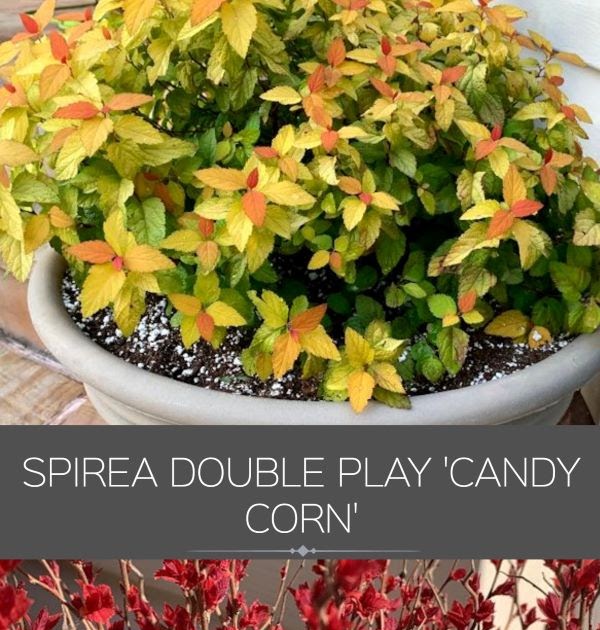 Feature Shrub Spirea Big Bang ‘Candy Corn’