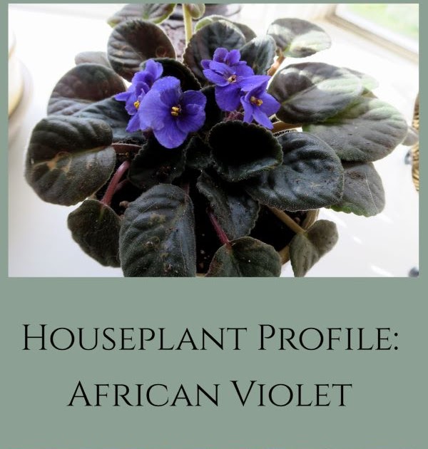 A GUIDE TO NORTHEASTERN GARDENING: Feature Indoor Plant Profile: African Violet