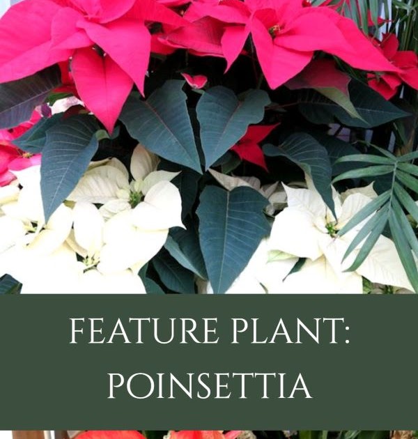 Poinsettia-the History, the Folklore…the Plant