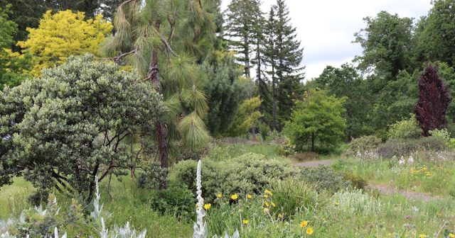 Dancing Oaks Nursery and Gardens