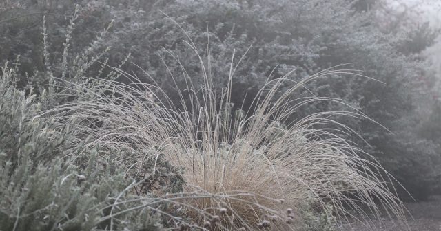 Cistus Nursery Dressed in Frost