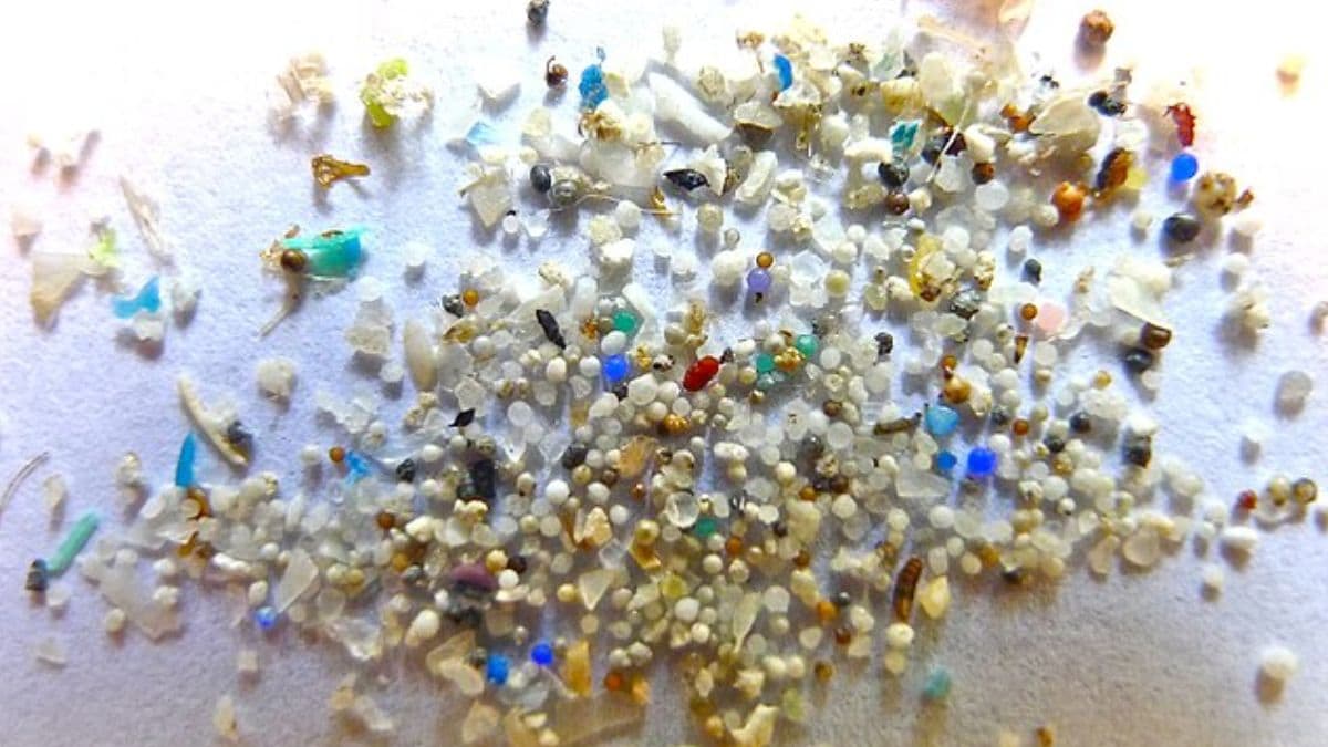 Microplastics Found in Human Brain Tissue, Study Shows Rising Levels