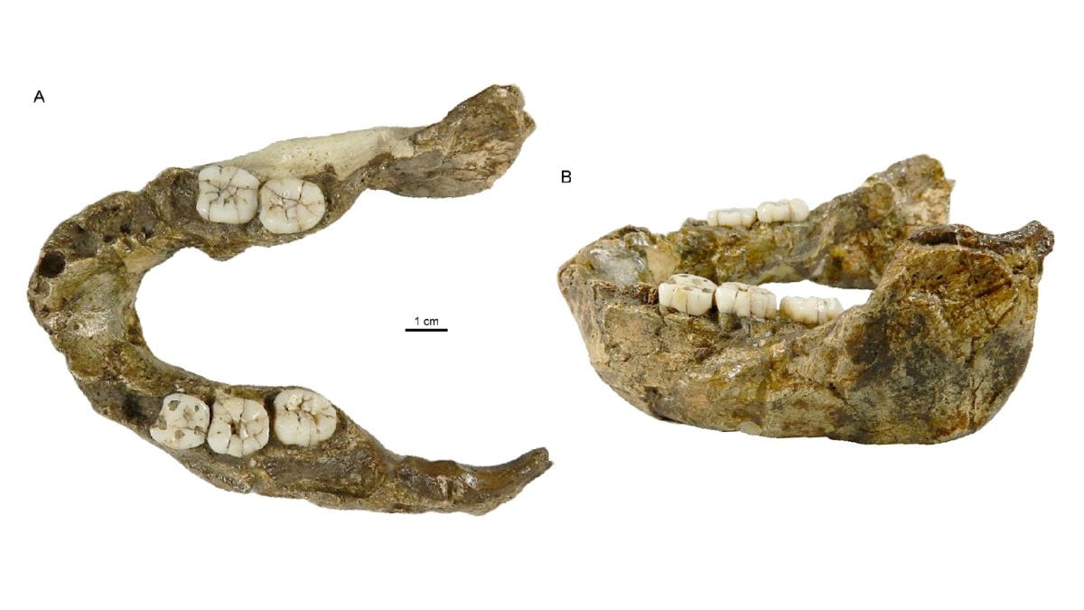 1.4 Million-Year-Old Jaw Identified as New Paranthropus Species in South Africa