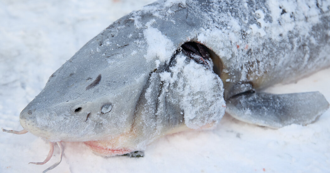 The Michigan Lake Where the Sturgeon Season Is 17 Minutes Long