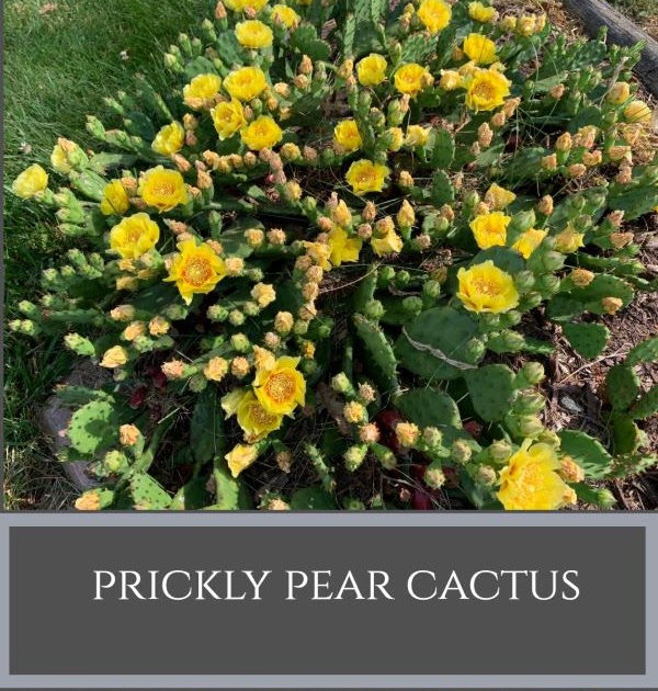 A GUIDE TO NORTHEASTERN GARDENING: Prickly Pear Cactus: Native and Sustainable