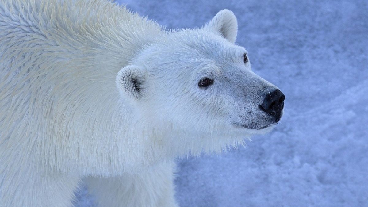 Polar Bear Fur’s Natural Oil Prevents Ice Build-Up, Study Finds