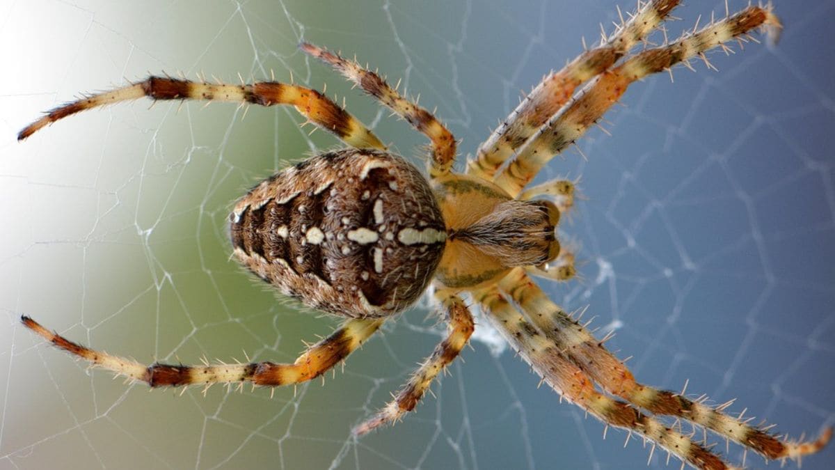 Mind-Controlling Fungus That Turns Spiders into Zombies Found in Ireland