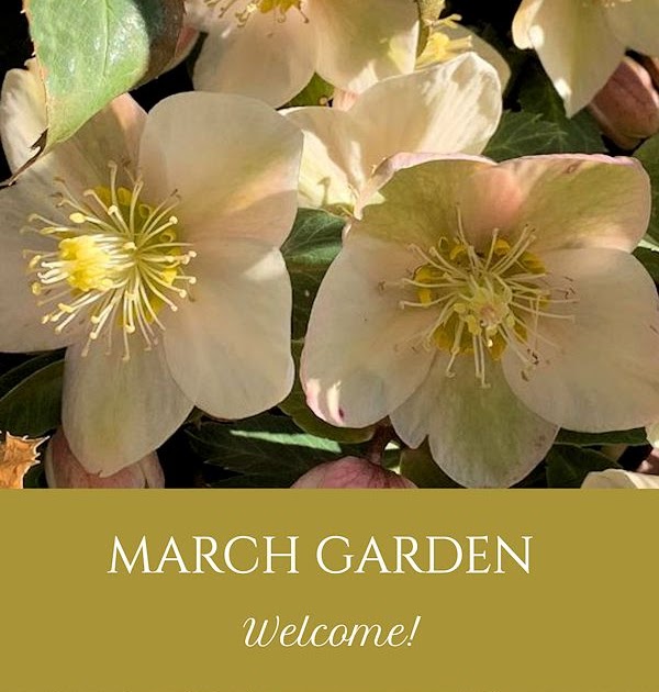 A GUIDE TO NORTHEASTERN GARDENING: Garden Bloggers’ Bloom Day & Foliage Follow-Up March: Countdown to Spring!