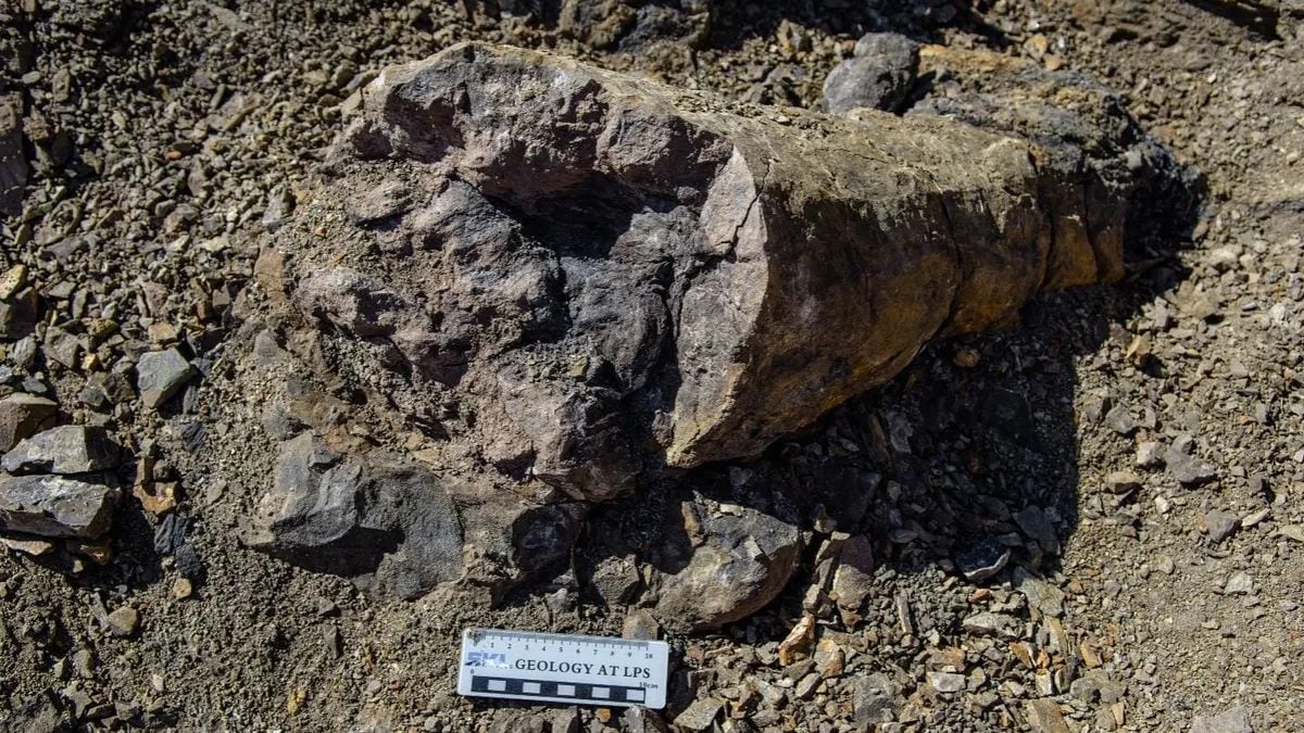 Fossil Evidence Shows Plants Survived the End-Permian Mass Extinction in China