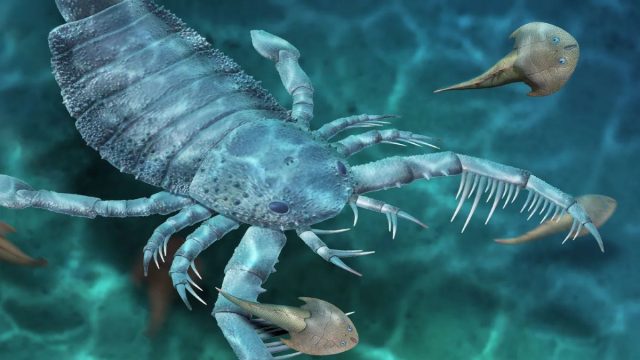 125-Million-Year-Old Scorpion Fossil Discovered in China, Shedding Light on Mesozoic-Era Predators