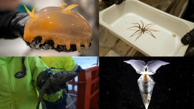 Scientists Reportedly Discover New Species of Marine Life on the Antarctic Ocean Floor