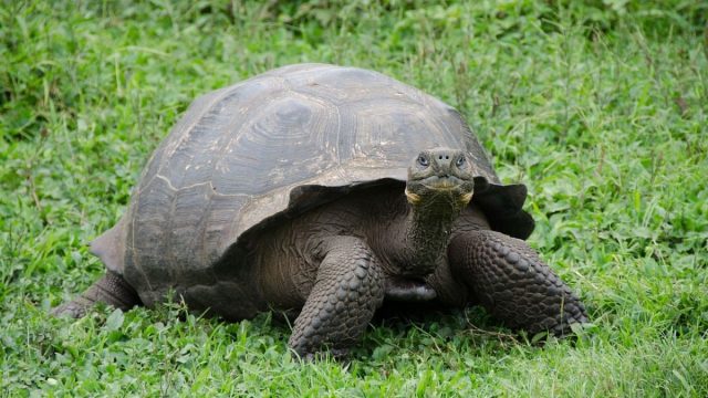 100-Year-Old Tortoise Starts His First-Time Fatherhood at Philadelphia Zoo