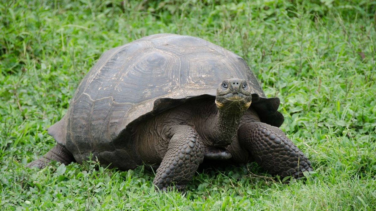 100-Year-Old Tortoise Starts His First-Time Fatherhood at Philadelphia Zoo