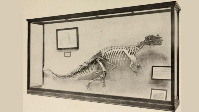 444-Million-Year-Old Inside-Out Fossil Without Head And Legs Found In South Africa