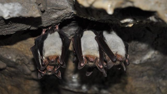 Bats Avoid Mid-Air Crashes by Adjusting Their Echolocation During Flight