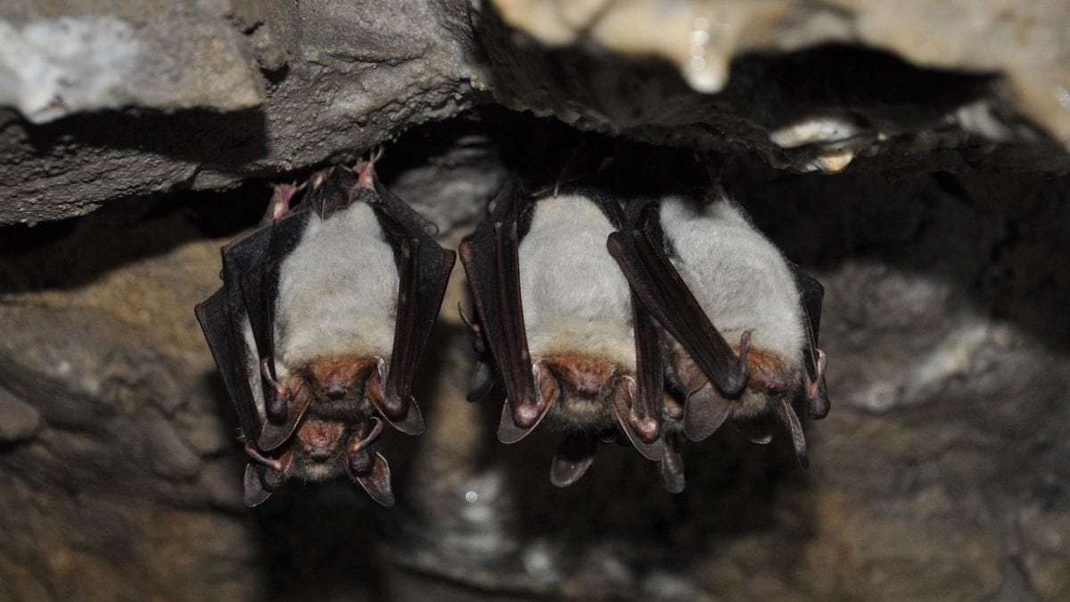 Bats Avoid Mid-Air Crashes by Adjusting Their Echolocation During Flight