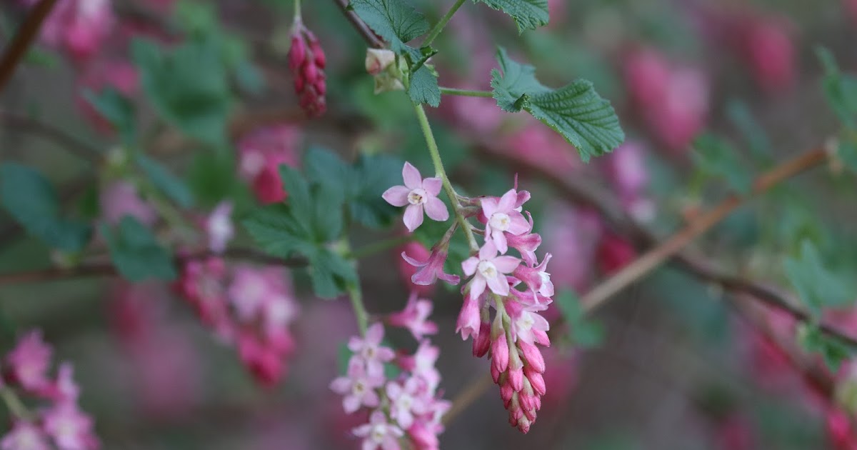 Early Spring