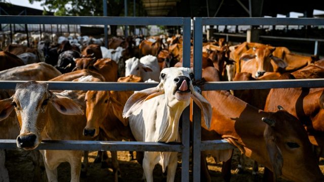 Tirumala Board Orders Probe Into Cow Deaths, TDP’s Nara Lokesh Condemns ‘Malicious Propaganda’