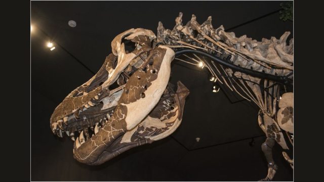 Tyrannosaurus Rex Fossils Are Being Horded by Private Buyers, Study Claims