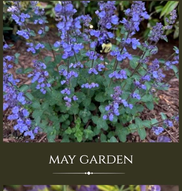 Garden Bloggers' Bloom Day & Foliage Follow-Up May: Rainy Days and  a Bounty of Blooms!
