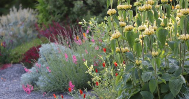 Early June at Chickadee Gardens
